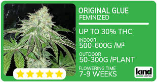 Ultimate Guide to Marijuana Seeds Maryland Cultivation, Varieties, and Legal Considerations